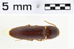 Foto (Dorsalansicht) von Sawadapenthes nepalensis (NHMW-ZOO-COL-0010262)
